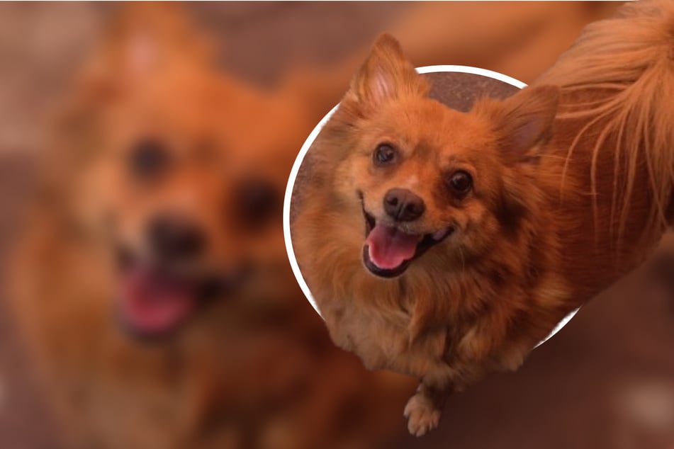 Die liebenswerte Paula ist so unkompliziert, dass sie auch an Hunde-Anfänger vermittelt werden kann.