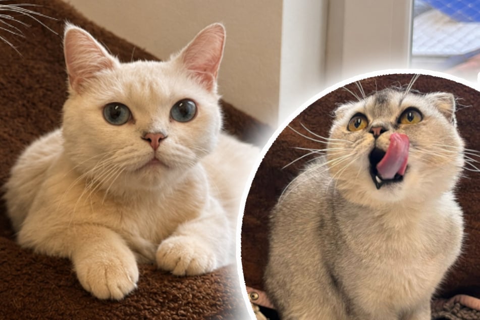 Kater geben sich in schweren Zeiten Halt: Finden sie ihr Happy End?