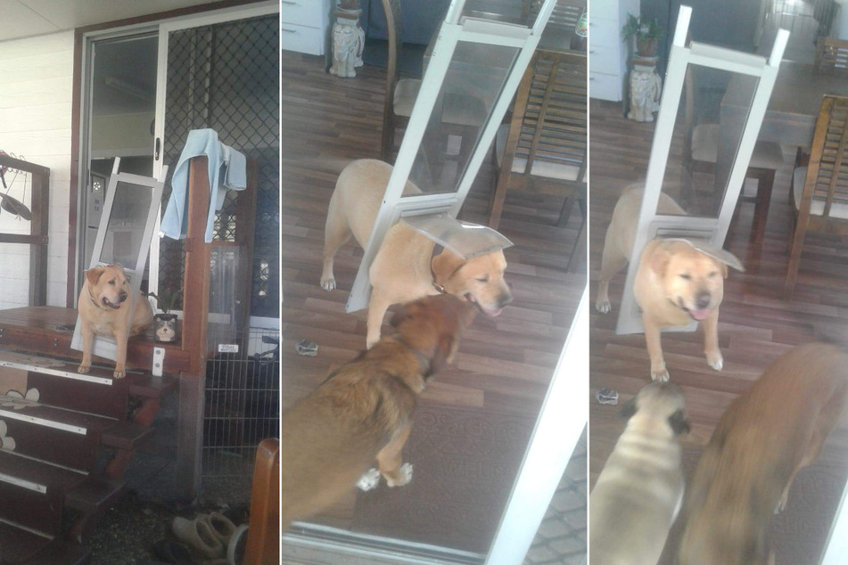 Labrador Drax was suddenly stuck in the dog door.