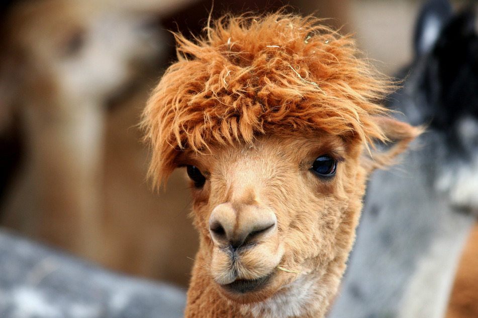Tiny antibodies produced by llamas could provide a new frontline treatment against coronavirus in the form of a nasal spray (stock image).