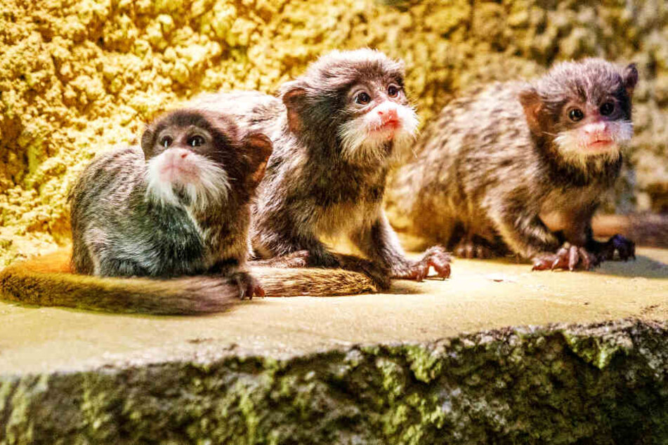 Drei auf einmal: Die Kaiserschnurrbart-Tamarin-Drillinge kuscheln unter der Wärmelampe.