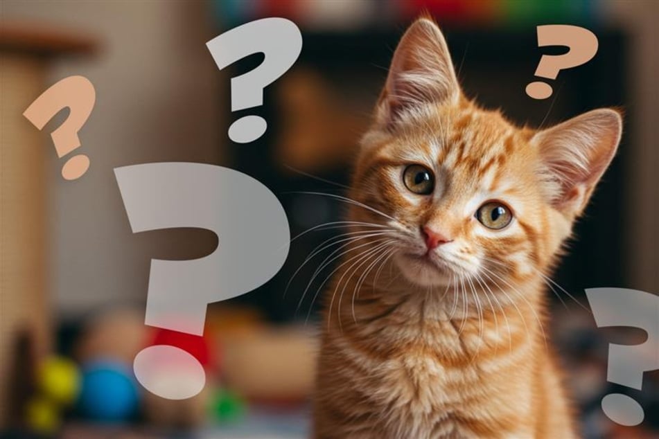 Wie gut kennst Du Dich mit Katzenrassen aus? Teste Dein Wissen!
