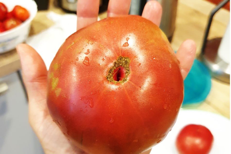 Bei guter Nährstoffversorgung und sonnigem Wetter werden manche Tomatensorten handtellergroß.