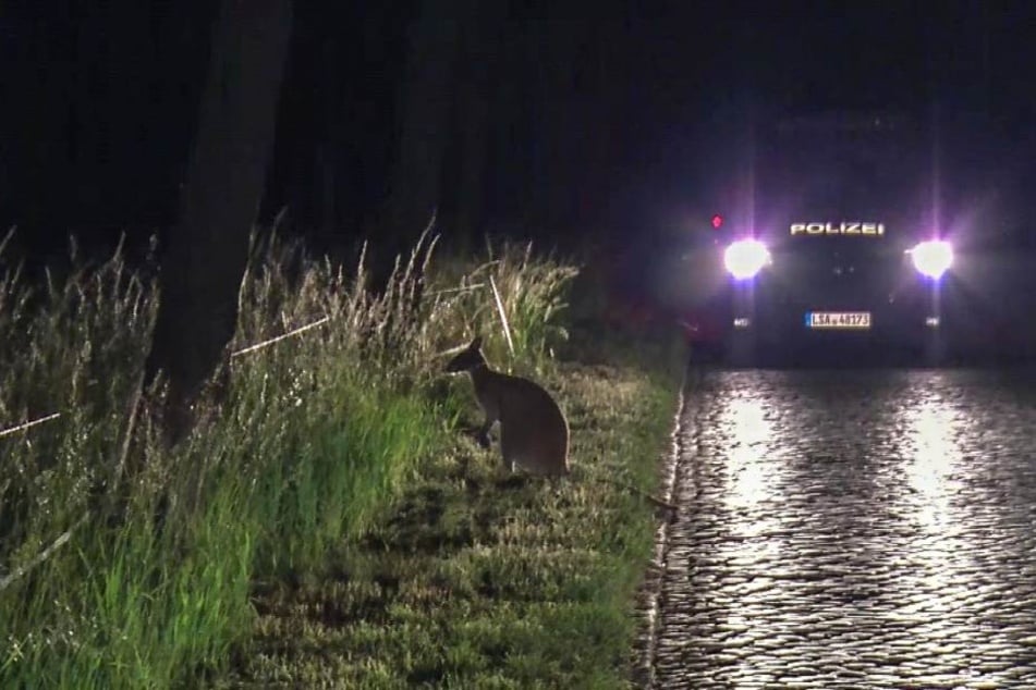Die Beamten sahen das Tier zwar, doch noch bevor sie es einfangen konnten, entwischte das kleine Känguru.