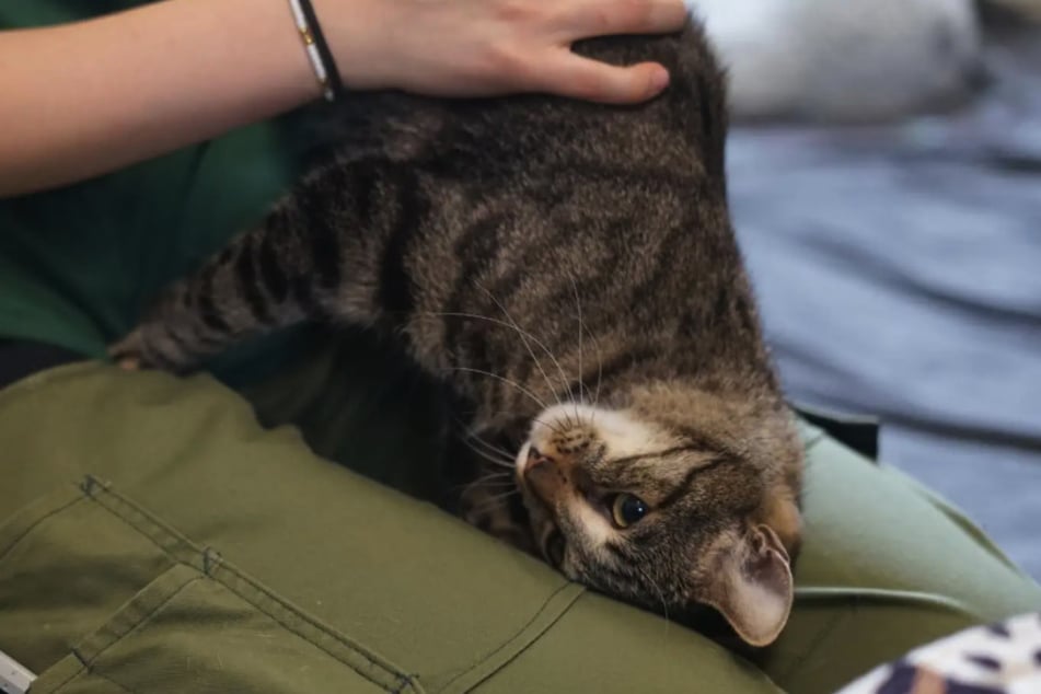 Die kleine Katze ist verspielt, verschmust, jedoch auch selbstbewusst.