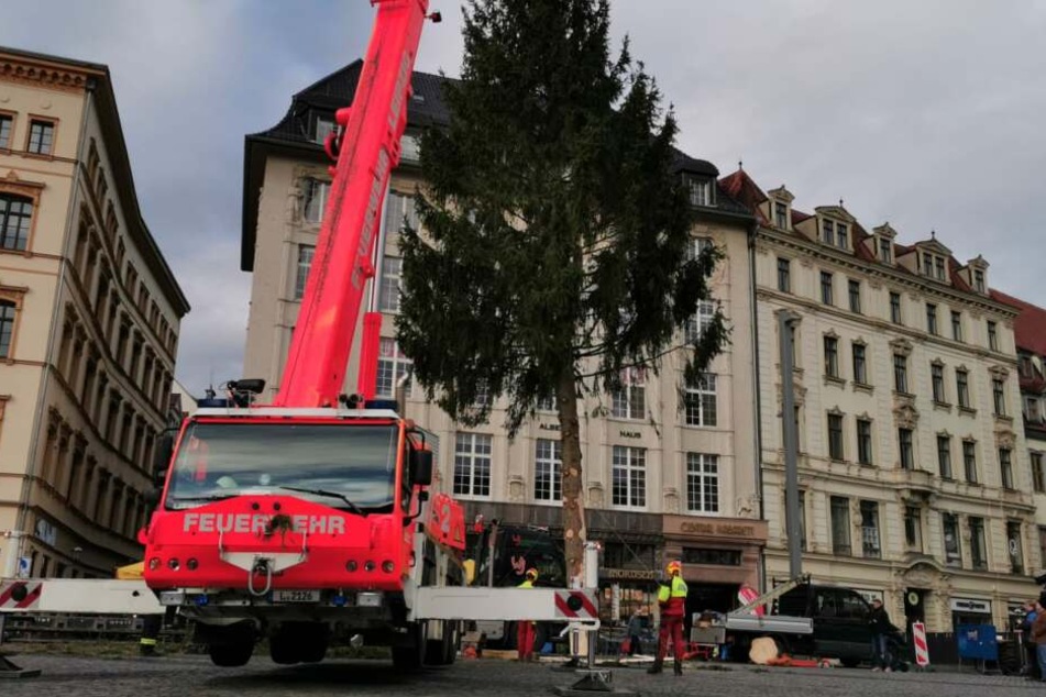 Bis Anfang Januar 2020 soll die Fichte dann auf dem Marktplatz stehen.