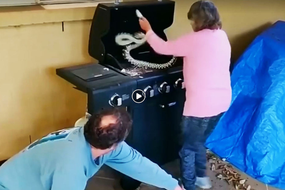 Hier packt die Oma ganz ruhig zu und holt die zweite Python vom Grill.