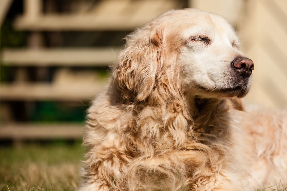 Familie lässt Hund einschläfern: Tage später kommt ein Brief, der sie sprachlos macht