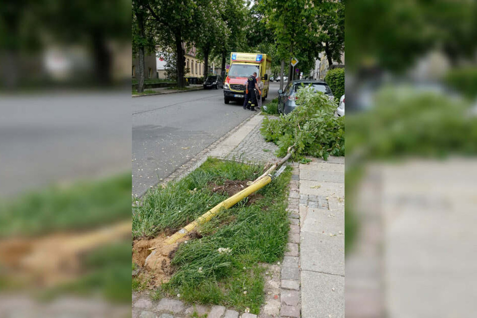 Unfreiwilliger Retter: Wäre der bei dem Unfall umgefahrene Baum massiver gewesen, hätte der verunglückte Subaru-Fahrer durchaus schwerere Verletzungen erleiden können.