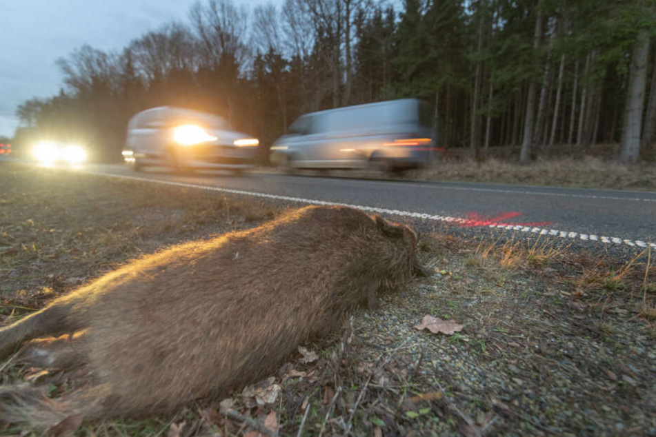 Zu einem Wildunfall kam es am Donnerstagmorgen kurz hinter dem Ortsausgang Bad Berka in Richtung Blankenhain.