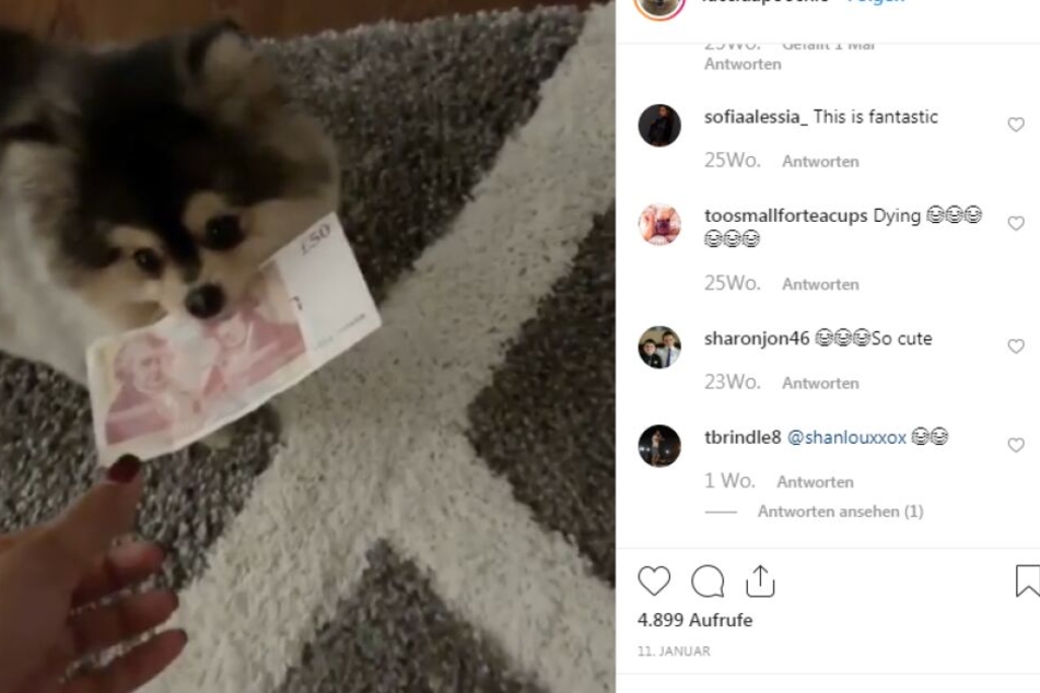 Der kleine Hund hat sogar einen eigenen Instagram-Account!
