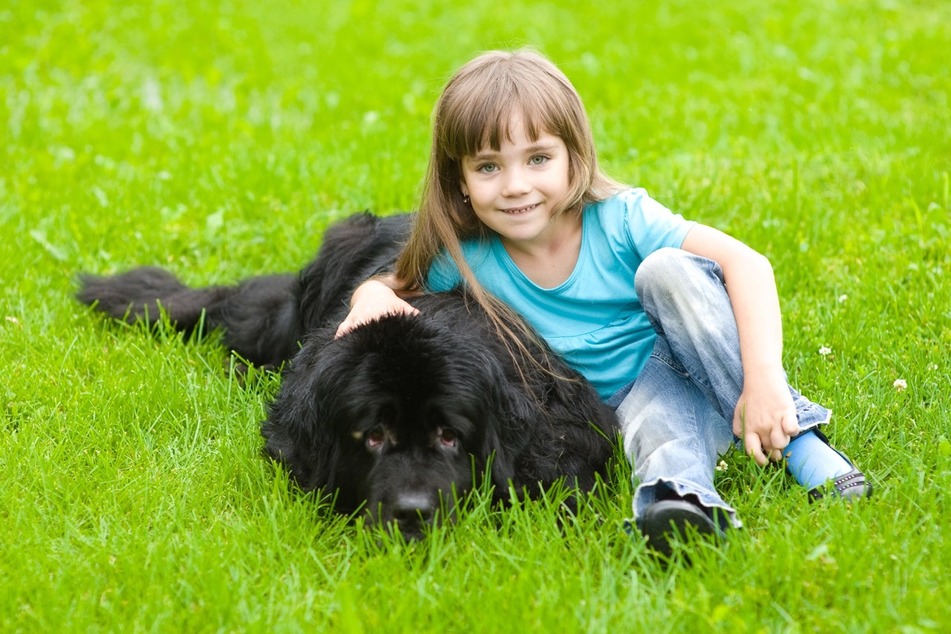 Newfoundlands are cuddly, adorable, and some of the most affectionate dogs ever.