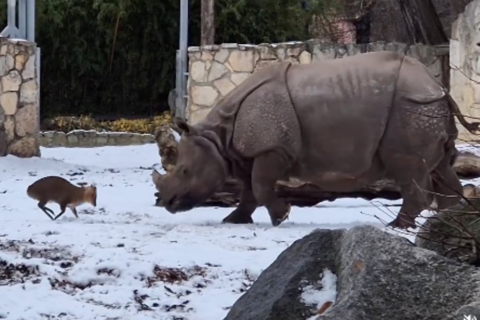 Von Angst war bei diesem kleinen Muntjak nichts zu spüren.