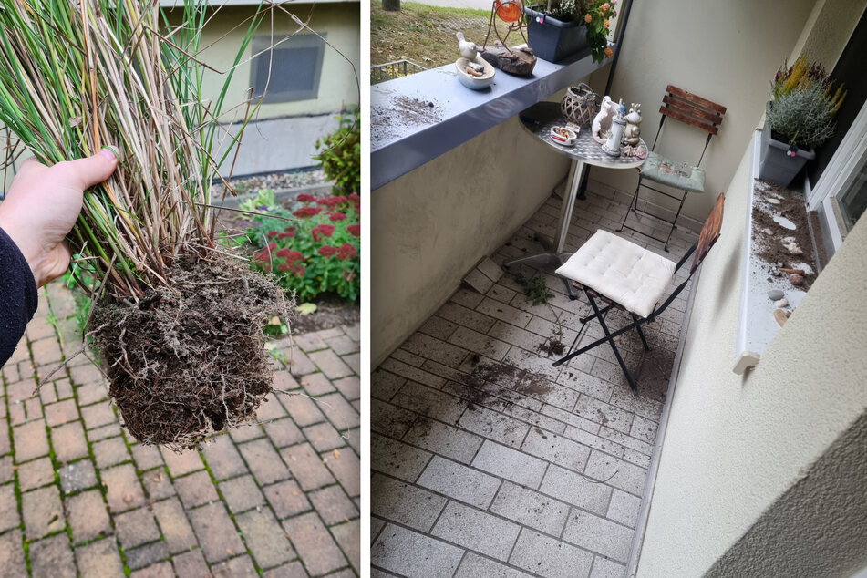 Die Kids rissen auch diese Pflanze aus der Erde und nutzten sie als Wurfgeschoss. Der Balkon sah nach der Dreck-Attacke furchtbar aus.