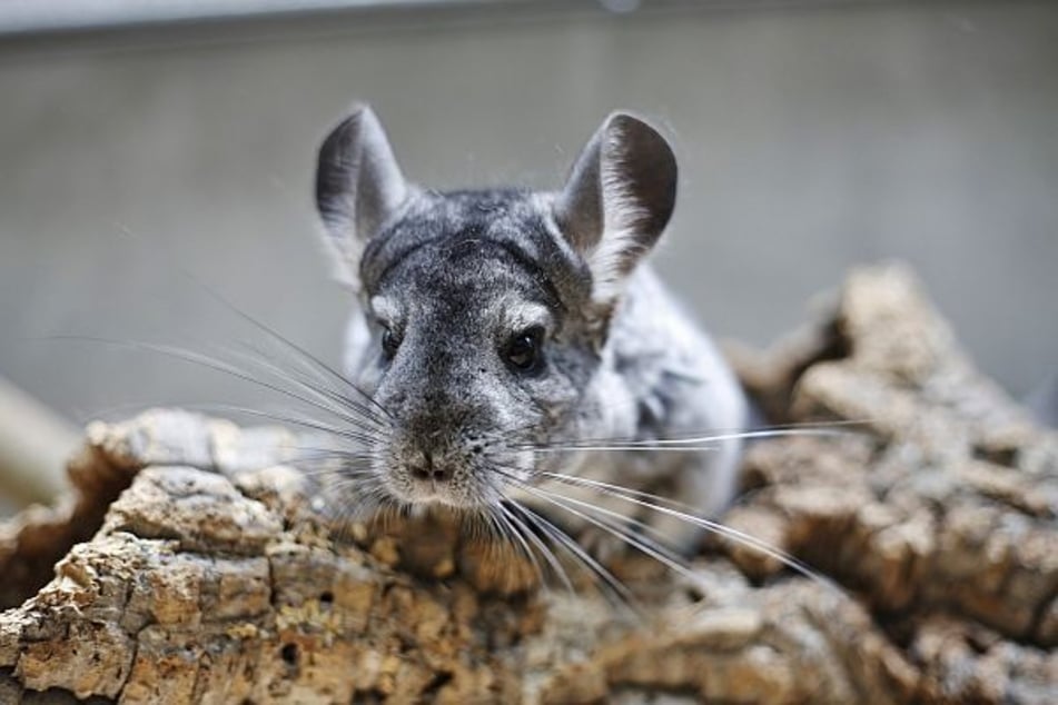 Biggie, ein Chinchilla aus dem Berliner Tierheim, hofft auf ein neues Zuhause.