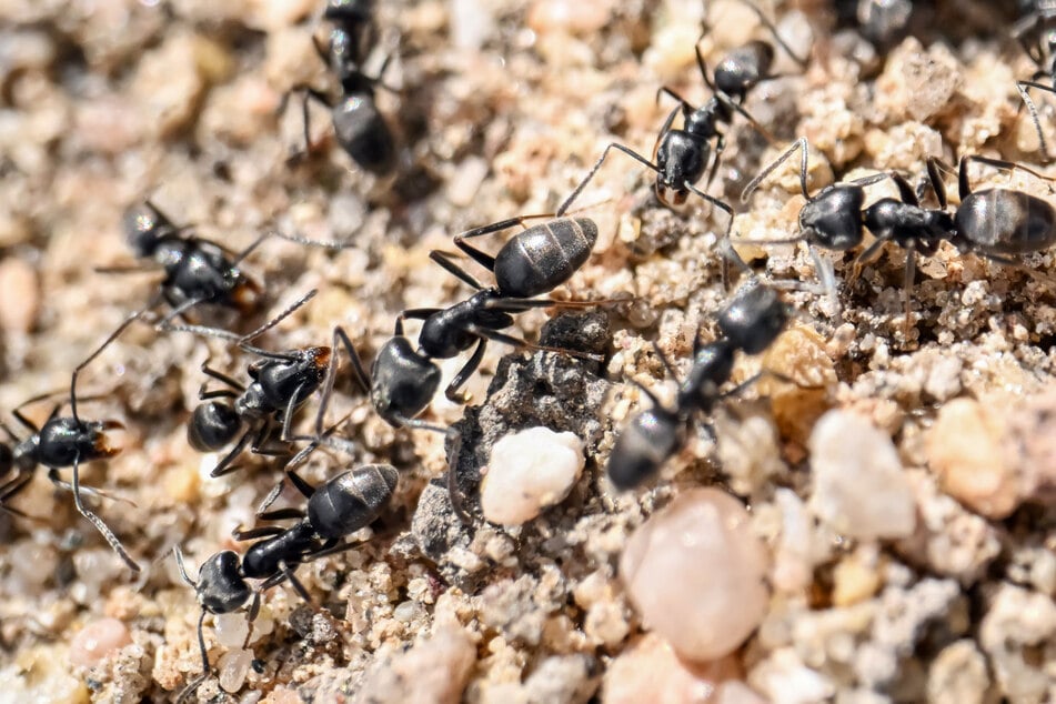 Ameisenalarm in Südhessen: Experten warnen vor gefährlicher Art