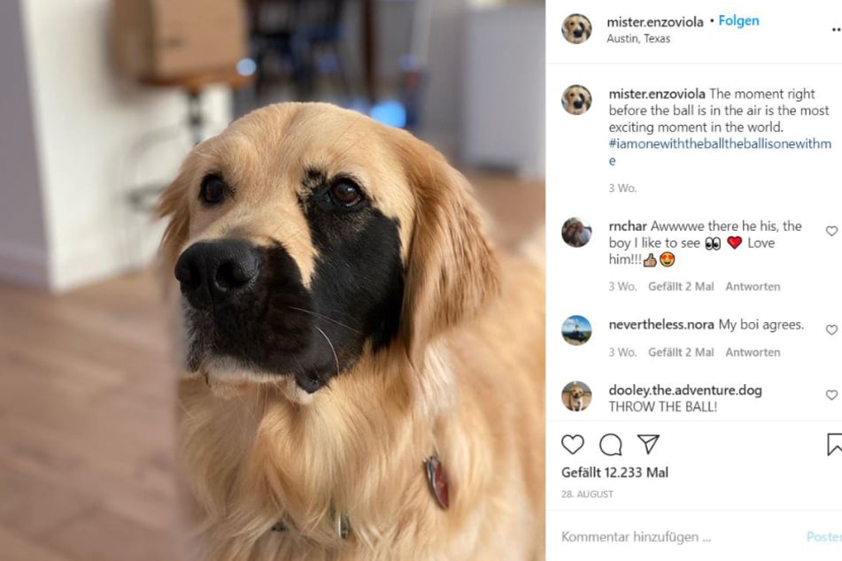 The appearance of Golden Retriever Enzo is obviously pretty special.