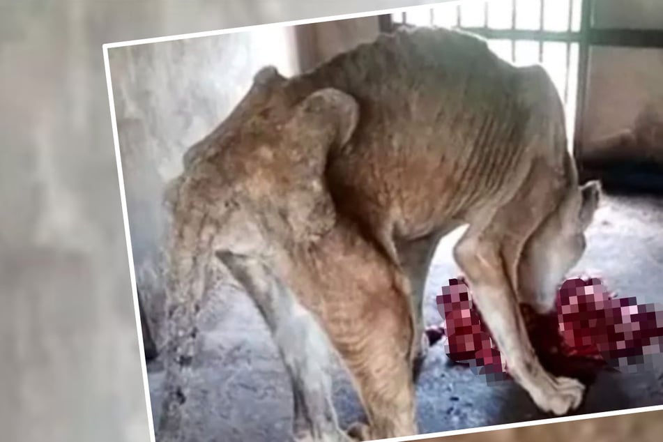 Halb tot vor Hunger! Löwen aus widerlichem Zoo gerettet