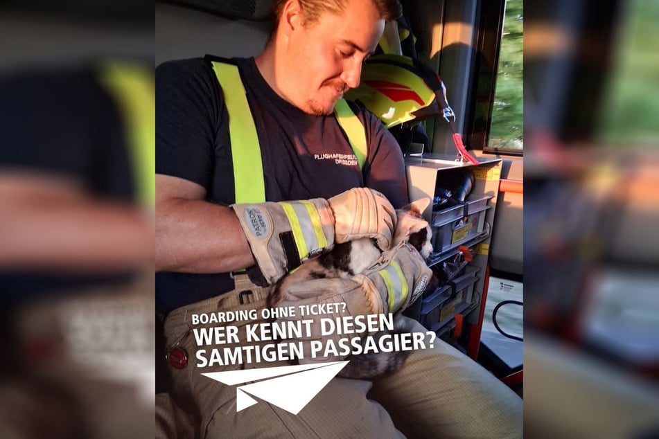Wer die Katze erkennt, soll sich bei der Tierrettung der Feuerwehr Dresden melden.