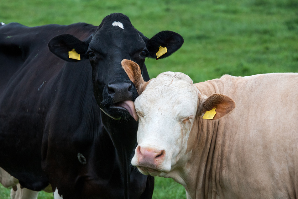 Laut einer Studie im Auftrag des Umweltbundesamts in Dessau-Roßlau ist ökologisch produzierte Milch umweltschonender als Milch aus konventionellen Betrieben. (Symbolbild)
