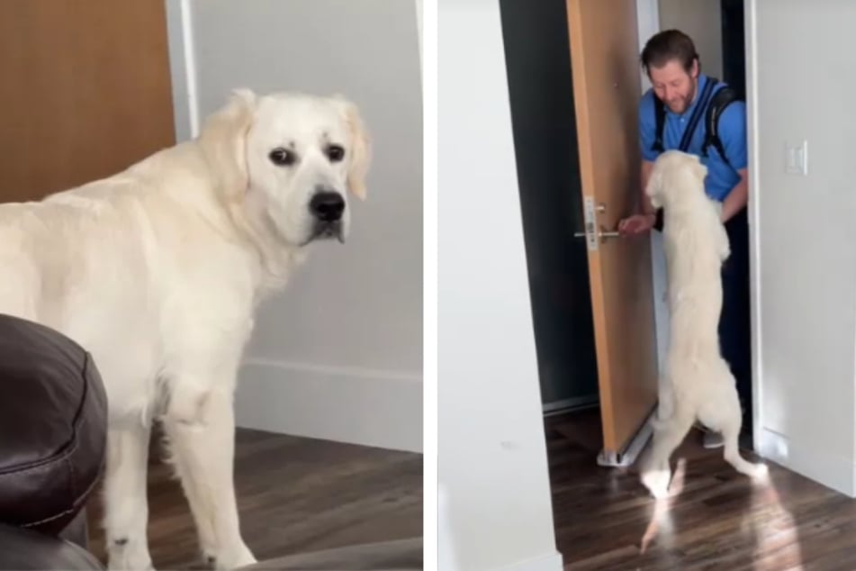 Golden retriever Romeo can hardly wait for his master to finally come home.