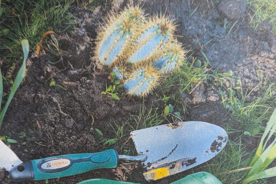 Ein 37-Jähriger hat am gestrigen Dienstag in Friesoythe einen Kaktus aus einem Baumarkt geklaut und ihn direkt eingepflanzt.