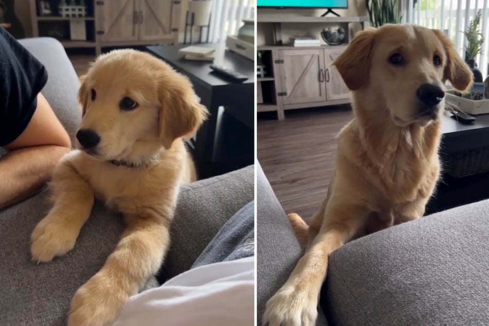 Auf dem Instagram Account "@goldenbabywade" teilen die Hundebesitzer Einblicke in das Leben mit dem Golden Retriever.