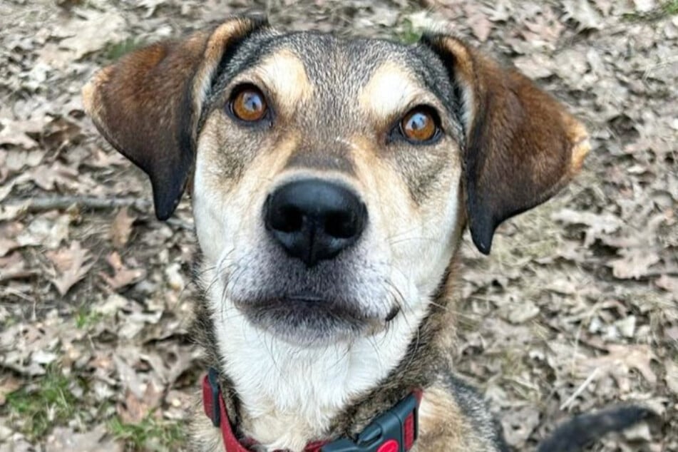 Valentino bevorzugt eher weibliche Gesellschaft - nur bei seinem Gassigänger macht der Hund eine Ausnahme.