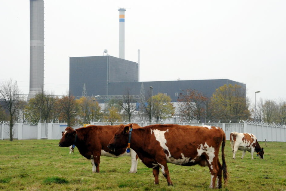 Kühe stehen auf einer Weide am Atomkraftwerk Brunsbüttel.