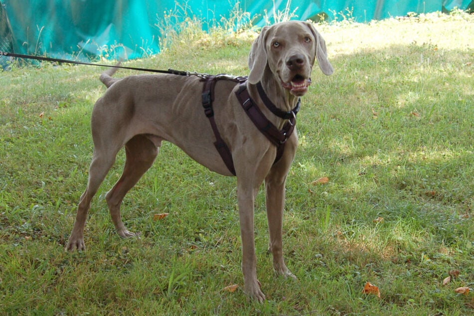 Coop ist ein menschenbezogener Hund, der körperlich sehr unter dem Stress bei seinen Vorbesitzern gelitten hat.