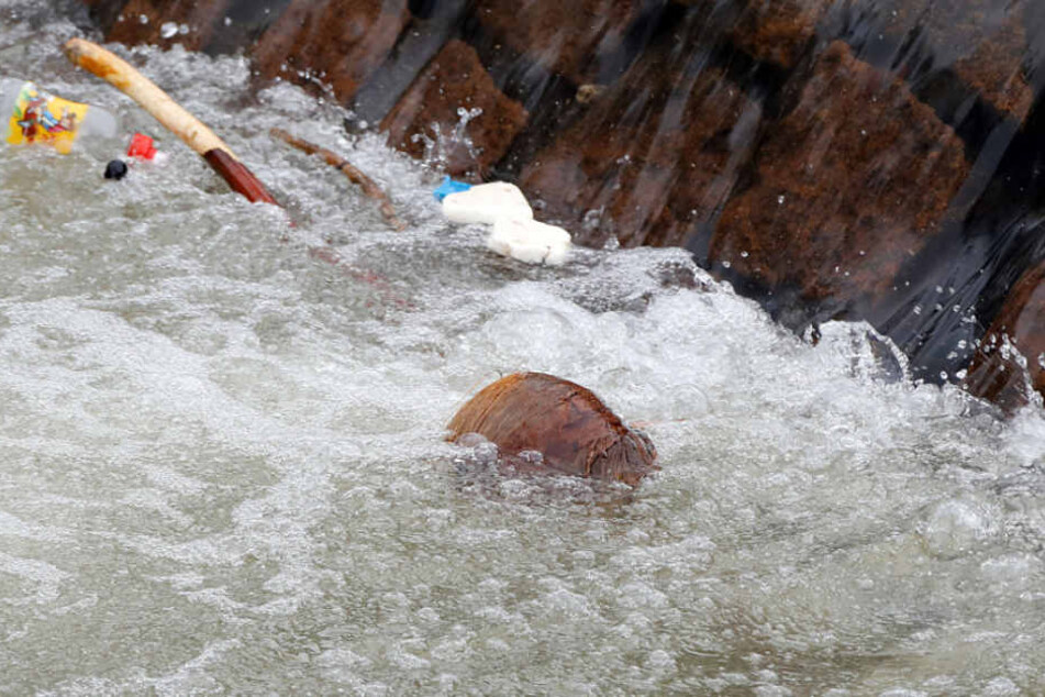 Die Kokosnuss ähnelte im Wasser einem Kopf.