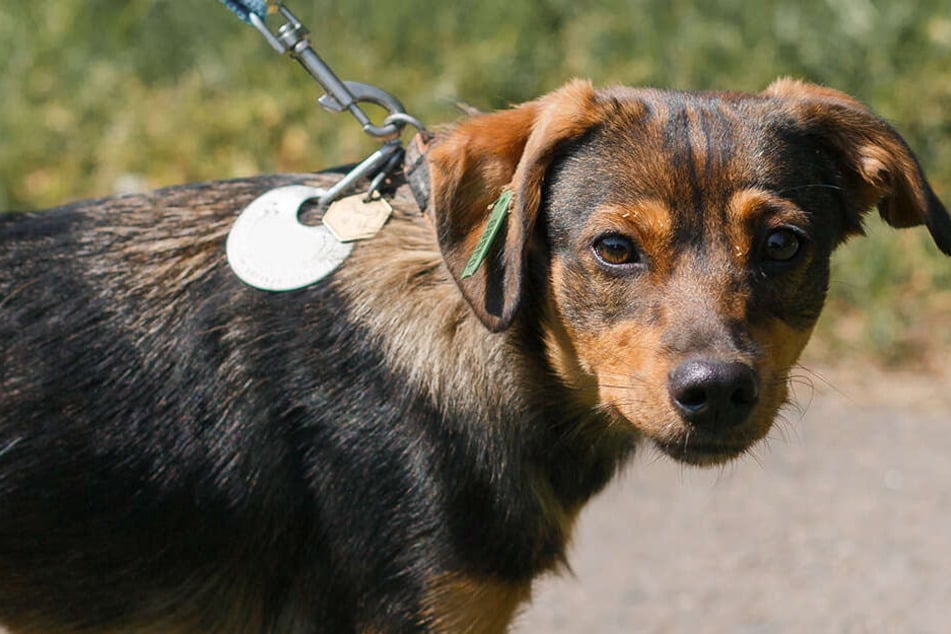 Der Mann hatte dem Hund die Leine um den Hals gelegt und ihn daran durch die Luft gedreht. (Symbolbild)