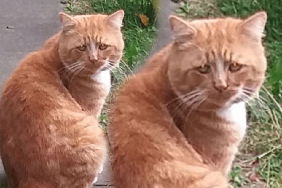 Ist das die traurigste Katze der Welt?