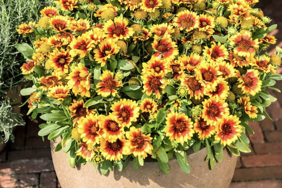 Die Korkadenblume blüht bis September, teilweise bis Oktober, je nach Wetterlage.