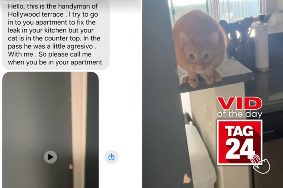 viral videos: Viral Video of the Day for April 16, 2026: Cat scares off handyman in hilarious text exchange