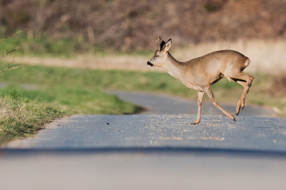 Die oberbayerische Regierung will die Wälder vor Verbiss durch die Tiere schützen. (Symbolbild)