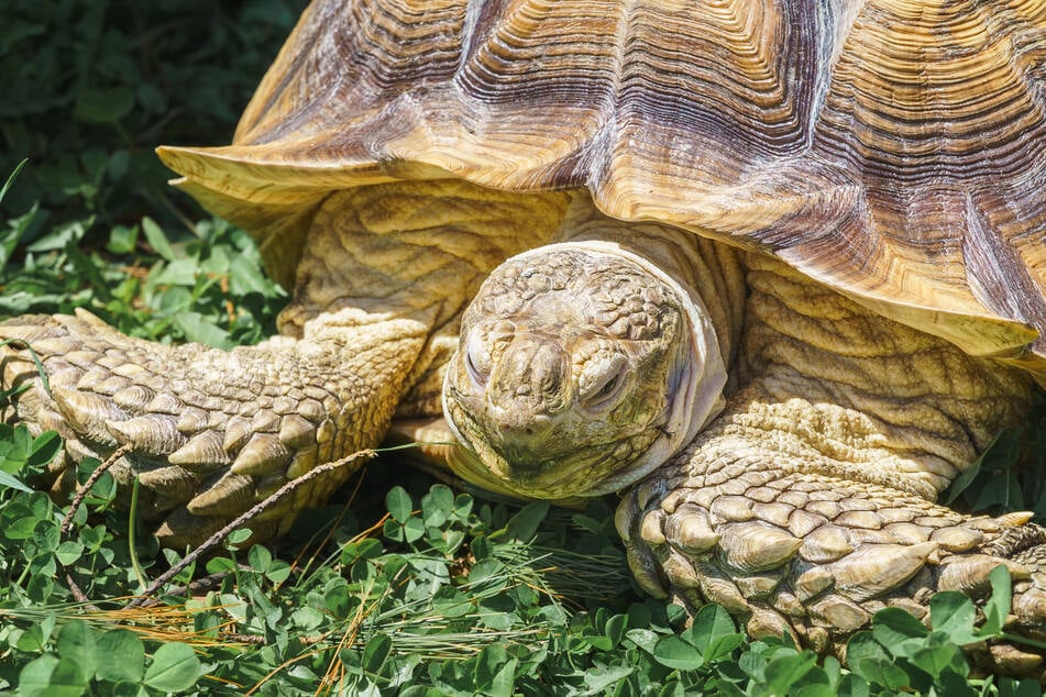 Viele Schildkröten legen mehrere Ruhephasen über den Tag verteilt ein.