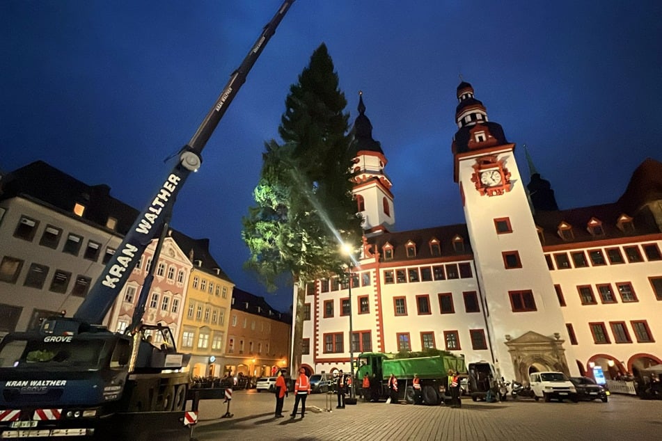 Der Weihnachtsbaum steht nun vor Chemnitzer Rathaus.