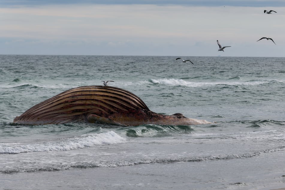 Der tote Buckelwal liegt aufgebläht vor der dänischen Insel Anholt. Er soll bald direkt am Strand obduziert werden.