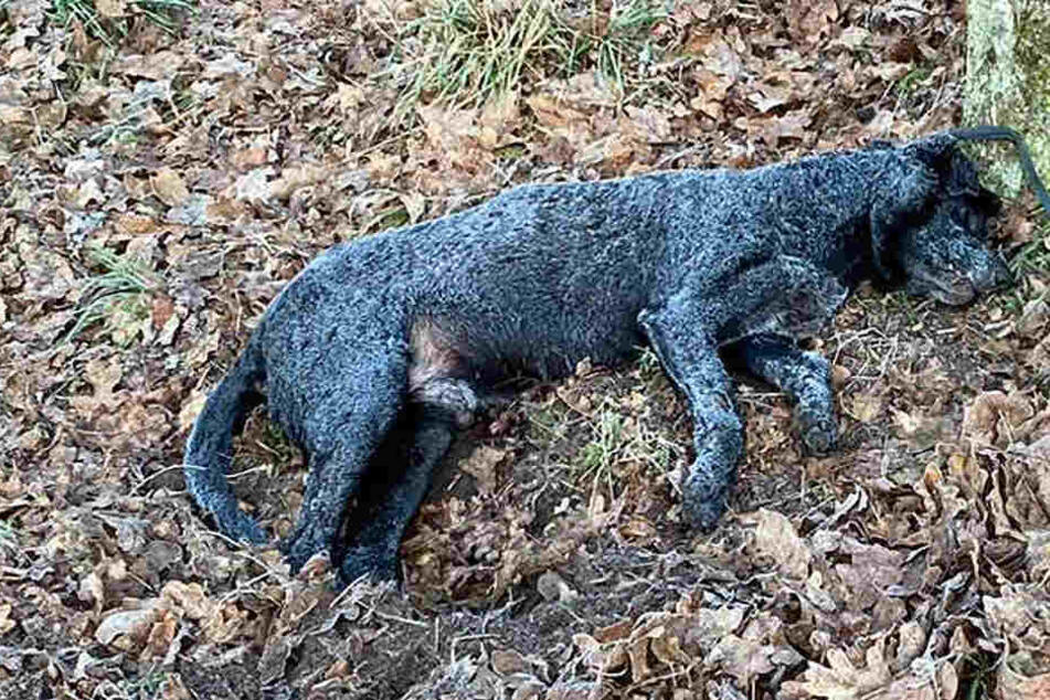 Drama im Wald: Hund mit eigener Leine erwürgt?