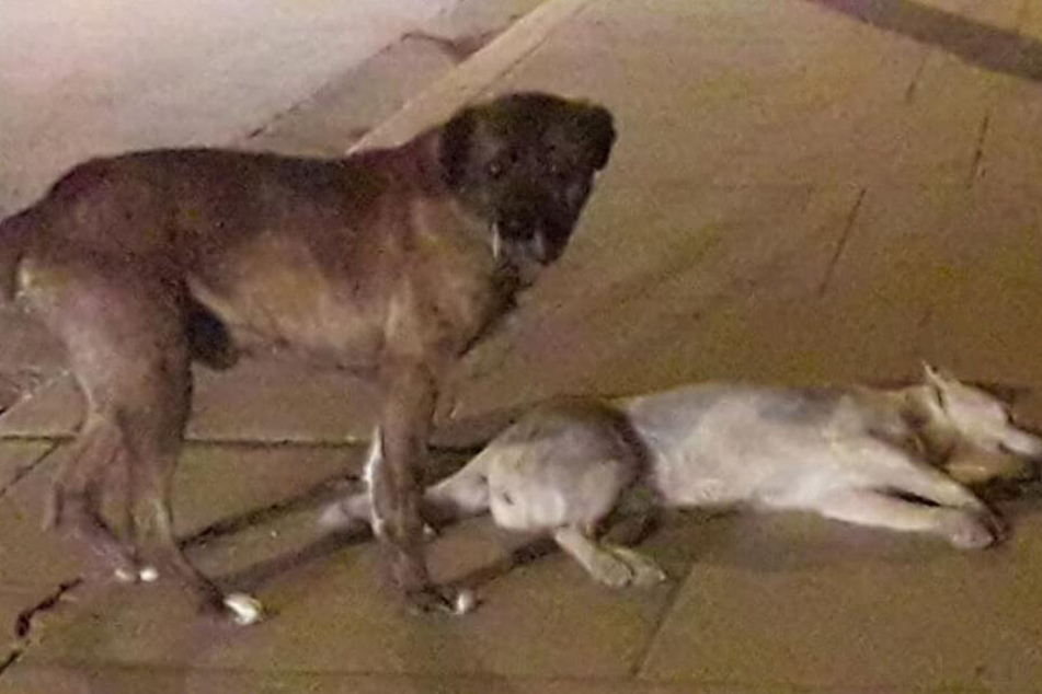 Der Streuner begriff erst nach und nach, was geschehen war.