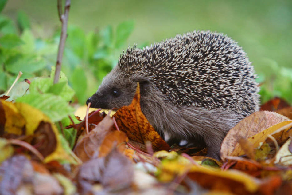 Ein toter Igel ist in der Berkacher Straße entdeckt worden. (Symbolbild)