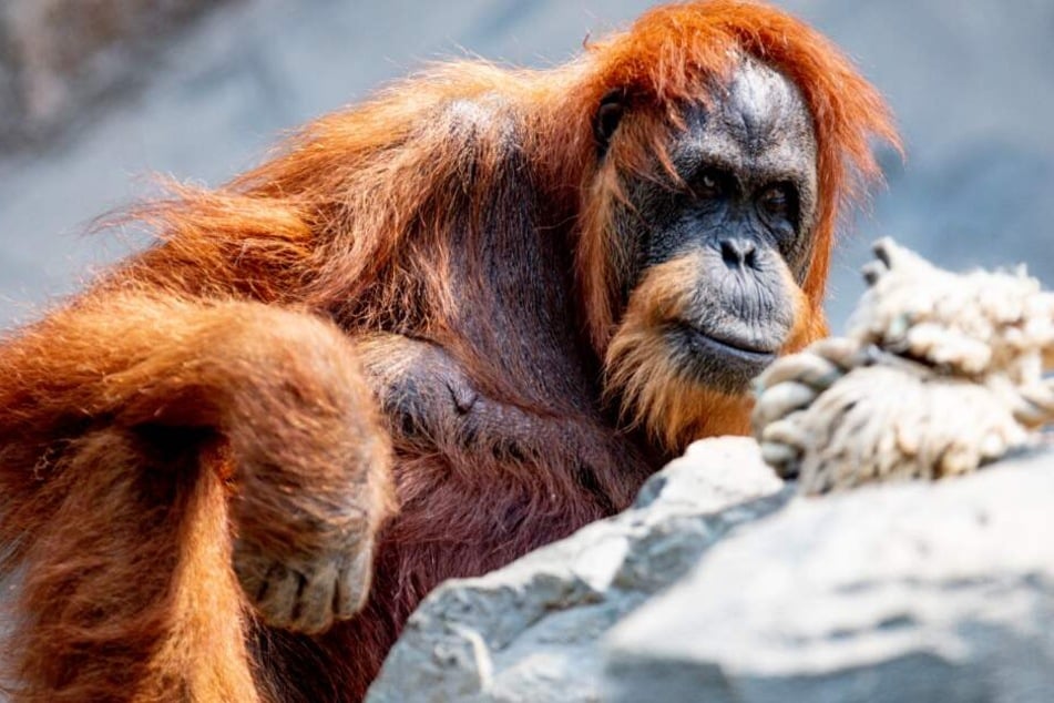 Die 57-jährige Orang-Utan Dame Bella sitzt in ihrem Gehege im Tierpark Hagenbeck.