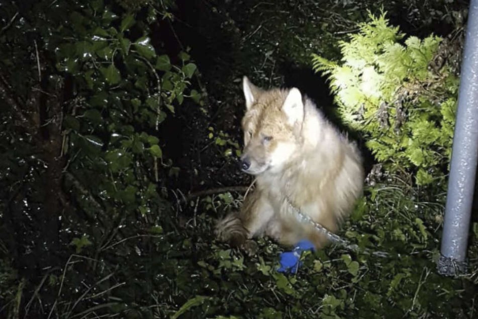 Der Hund wurde von einem bislang Unbekannten im Freien ausgesetzt und an einen Schilderpfosten gekettet.