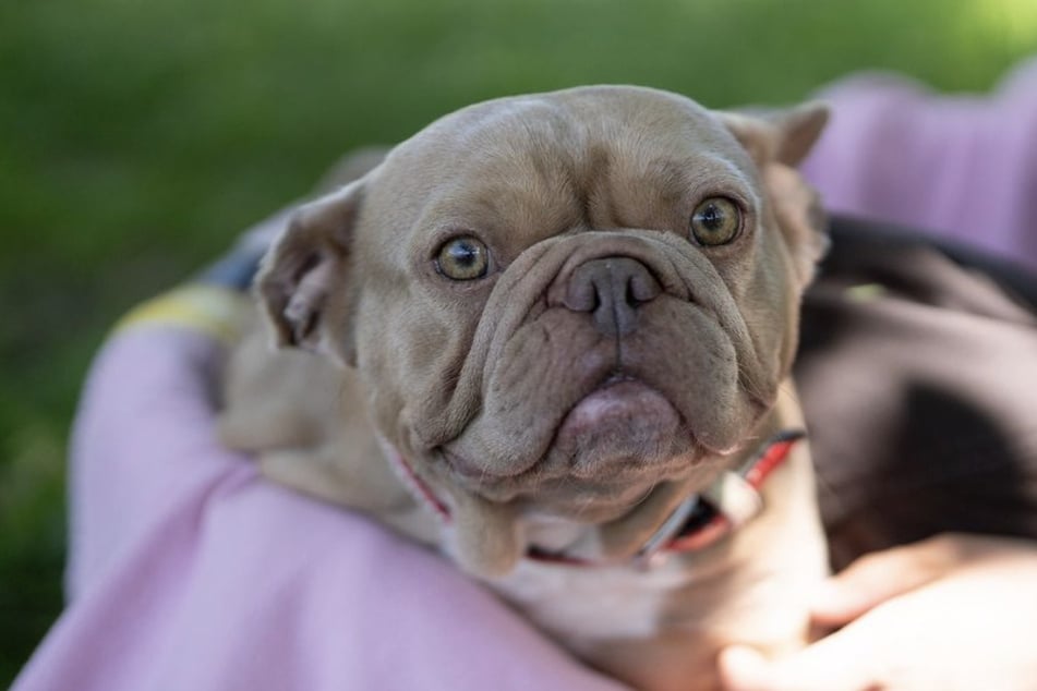 Hündin Roxy ist als Fundtier in das Tierheim Troisdorf gekommen.