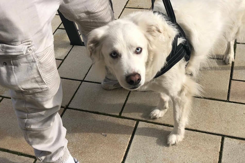 Hunde dürfen im Falle einer Ausgangssperre auch nur noch kurz an die Luft beim Gassigehen...