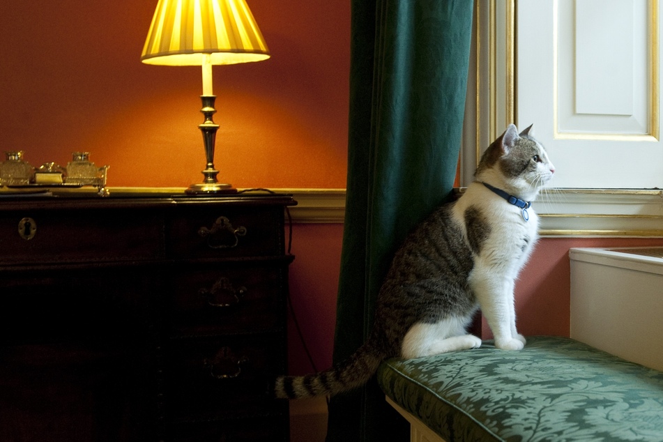 Larry, die "First Cat" von Downing Street 10, schaut aus einem Fenster im Sitz des britischen Premiers.