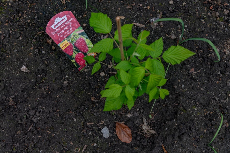 Die Giftstoffe landeten auch im Himbeerbeet.