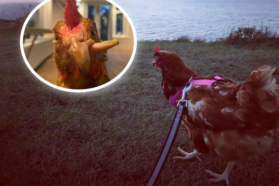 Wonka mit dem Kreuzschnabel: Das macht dieses Huhn so besonders!