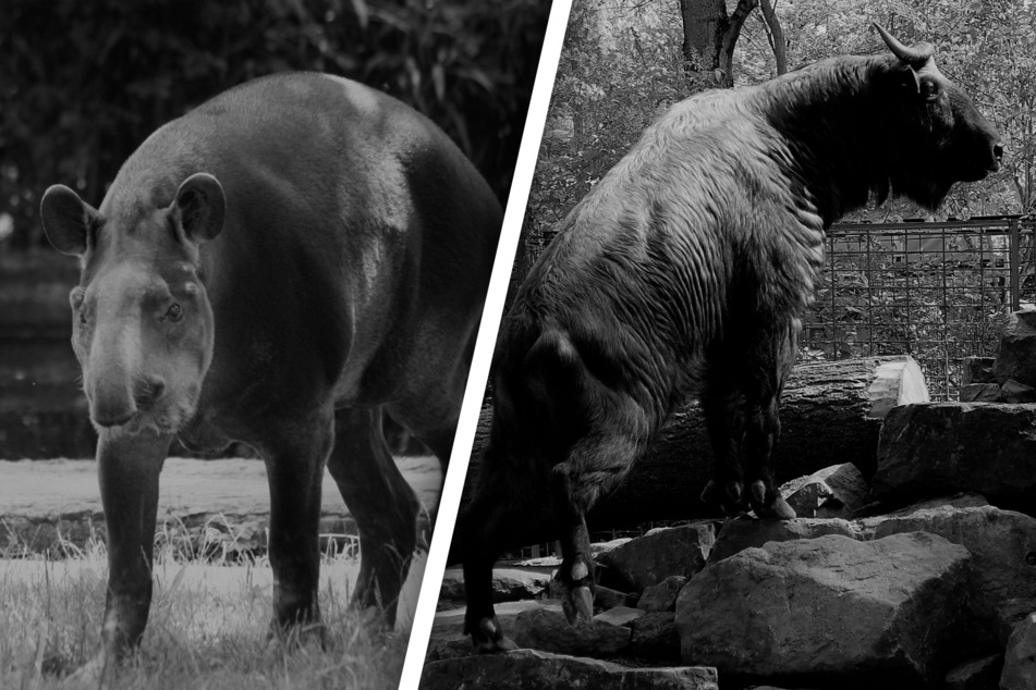 "Schmerzlicher Verlust": Zoo Magdeburg muss von zwei toten Tieren Abschied nehmen